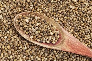 Organic hemp seed is used to cold press premium pure hemp seed oil for CannaBoost™ CBD oils